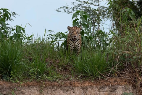 Jaguar (Panthera onca) standing in grass on the shore