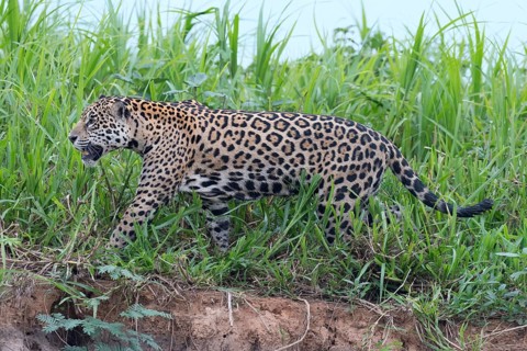 Jaguar (Panthera onca) walking on the shore
