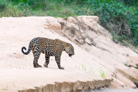 Jaguar (Panthera onca) on a sandbank