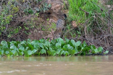 Jaguar (Panthera onca) on the shore