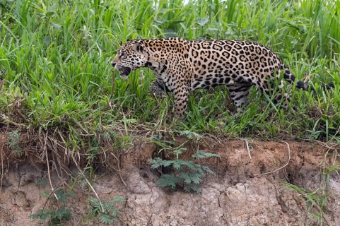 Jaguar (Panthera onca) walking on the shore