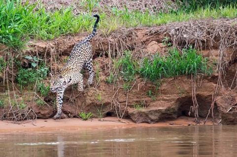 Jaguar (Panthera onca) on the shore