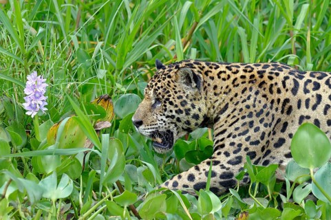 Jaguar (Panthera onca) walking between Water Hyacinth (Eichhornia crassipes) along the Cuiaba river