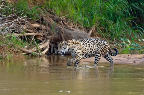 Jaguar (Panthera onca) going in water