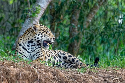 Jaguar (Panthera onca) lying on a river bank