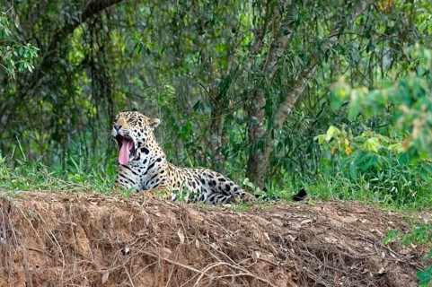 Jaguar (Panthera onca) lying on a river bank and yawning