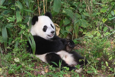 Giant Panda (Ailuropoda melanoleuca)