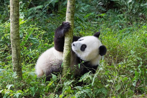 Giant Panda (Ailuropoda melanoleuca)