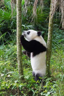 Giant Panda (Ailuropoda melanoleuca)