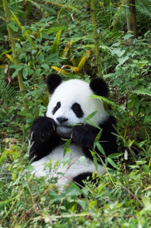 Giant Panda (Ailuropoda melanoleuca)