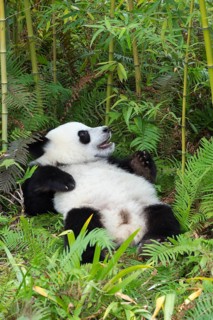 Giant Panda (Ailuropoda melanoleuca)