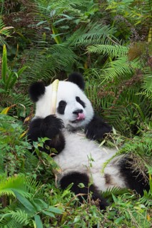 Giant Panda (Ailuropoda melanoleuca)