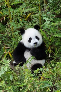 Giant Panda (Ailuropoda melanoleuca)