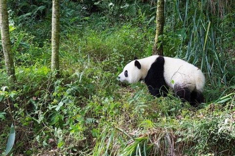 Giant Panda (Ailuropoda melanoleuca)