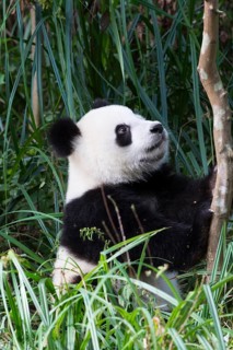 Giant Panda (Ailuropoda melanoleuca)