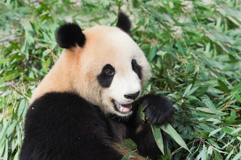 Giant Panda (Ailuropoda melanoleuca)
