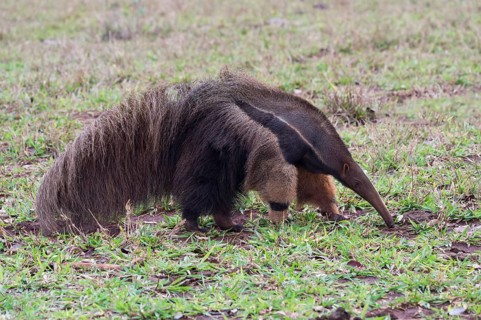 Giant Anteater (Myrmecophaga tridactyla) foraging