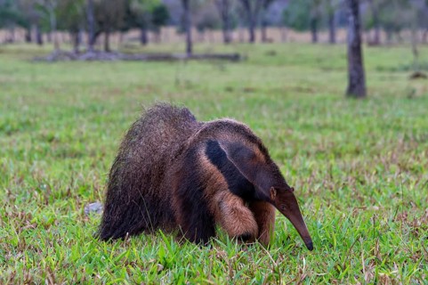 Giant Anteater (Myrmecophaga tridactyla)