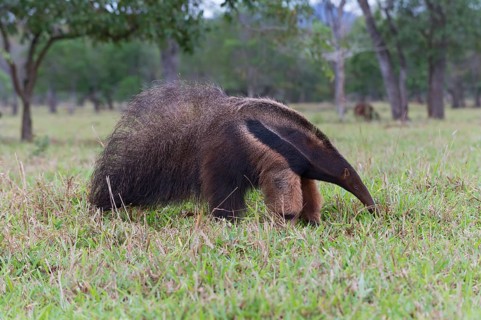 Giant Anteater (Myrmecophaga tridactyla)