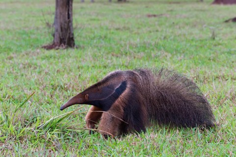 Giant Anteater (Myrmecophaga tridactyla)