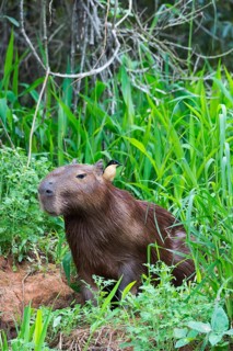 Capybara (Hydrochaeris hydrochaeris) with a Black-capped Donacobius (Donacobius atricapilla) on the back