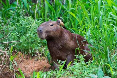Capybara (Hydrochaeris hydrochaeris) with a Black-capped Donacobius (Donacobius atricapilla) on the back