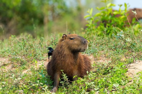 Capybara (Hydrochaeris hydrochaeris) with a Black-capped Donacobius (Donacobius atricapilla) on the back