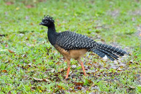 Bare-faced Curassow (Crax fasciolata)