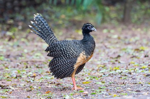 Bare-faced Curassow (Crax fasciolata)