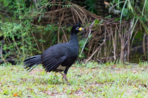 Bare-faced Curassow (Crax fasciolata)