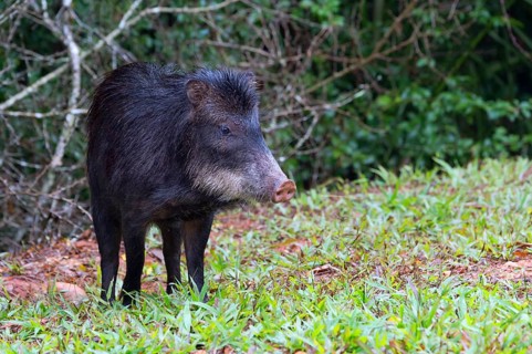 White-lipped Peccary (Tayassu pecari)