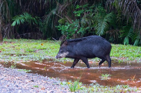 White-lipped Peccary (Tayassu pecari)