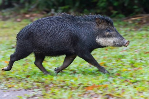 White-lipped Peccary (Tayassu pecari) running