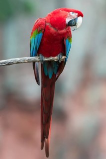 Green-winged Macaw or Red-and-green Macaw (Ara chloropterus)