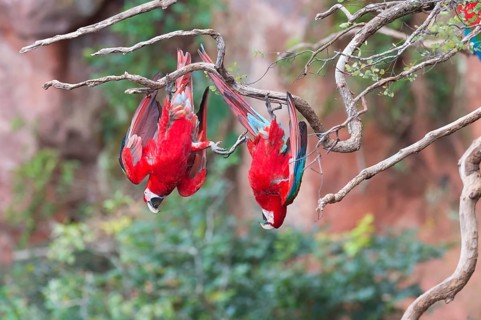 Playful Green-winged Macaws or Red-and-green Macaws (Ara chloropterus)