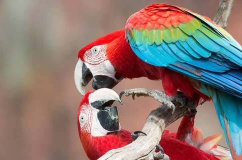 Playful Green-winged Macaws or Red-and-green Macaws (Ara chloropterus)