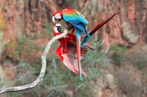 Playful Green-winged Macaws or Red-and-green Macaws (Ara chloropterus)