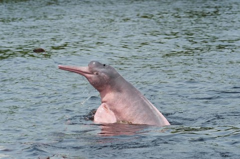 Amazon River Dolphin