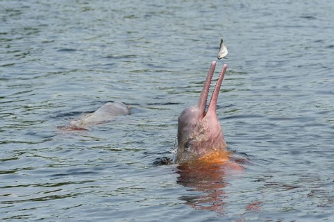 Amazon River Dolphin