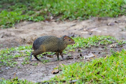 Azara's Agouti (Dasyprocta azarae)