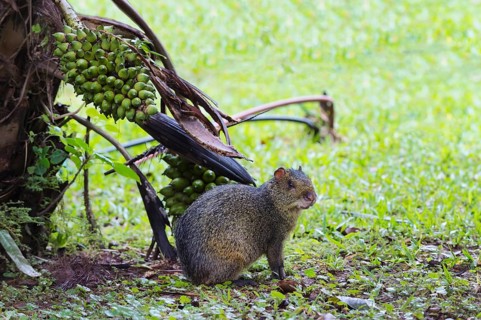 Azara's Agouti (Dasyprocta azarae)