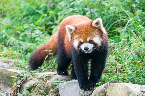 Red Panda (Ailurus fulgens)