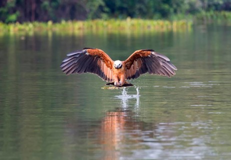 Black-collared Hawk (Busarellus nigricollis)