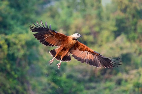 Black-collared Hawk (Busarellus nigricollis)