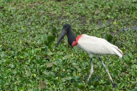 Jabiru (Jabiru mycteria)