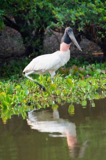 Jabiru (Jabiru mycteria)