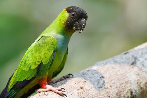 Black-hooded Parakeet