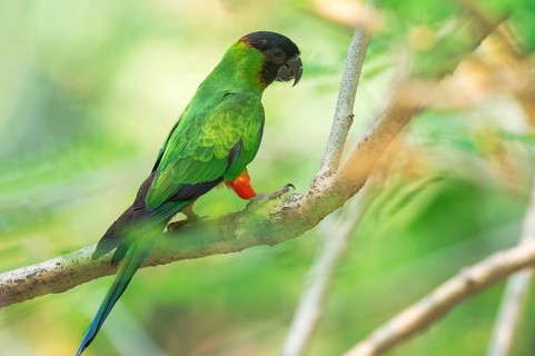 Black-hooded Parakeet