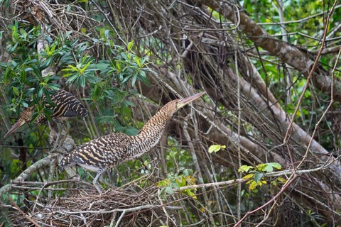 Immature Rufescent Tiger-Herons (Tigrisoma lineatum)