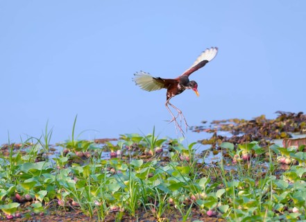 Wattled Jacana (Jacana jacana)